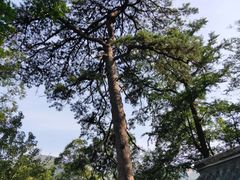 -北京上方山国家森林公园