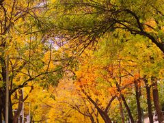 -三里屯东五街银杏大道