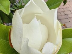 -马德里拉斯咯扎斯购物村