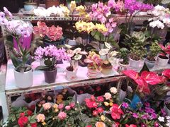 -花鸟鱼虫鲜花绿植市场(玉泉路店)