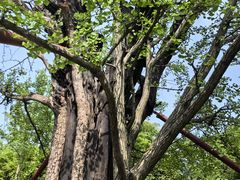 -上海佘山国家森林公园天马山园