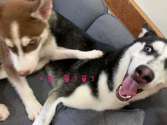 -TrueLove @ Neverland (Husky Cafe)