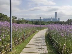 -深圳湾公园(南山区)