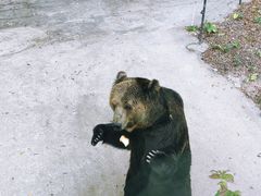 -深圳野生动物园
