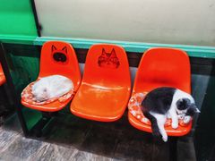 -猫咪博物馆(顶澳仔猫街店)