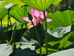 -长春市南湖公园