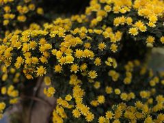 -杭州植物园
