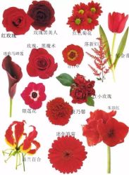 -红丝高端婚礼中心(旗舰店)