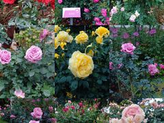 -人民公园(罗湖区)