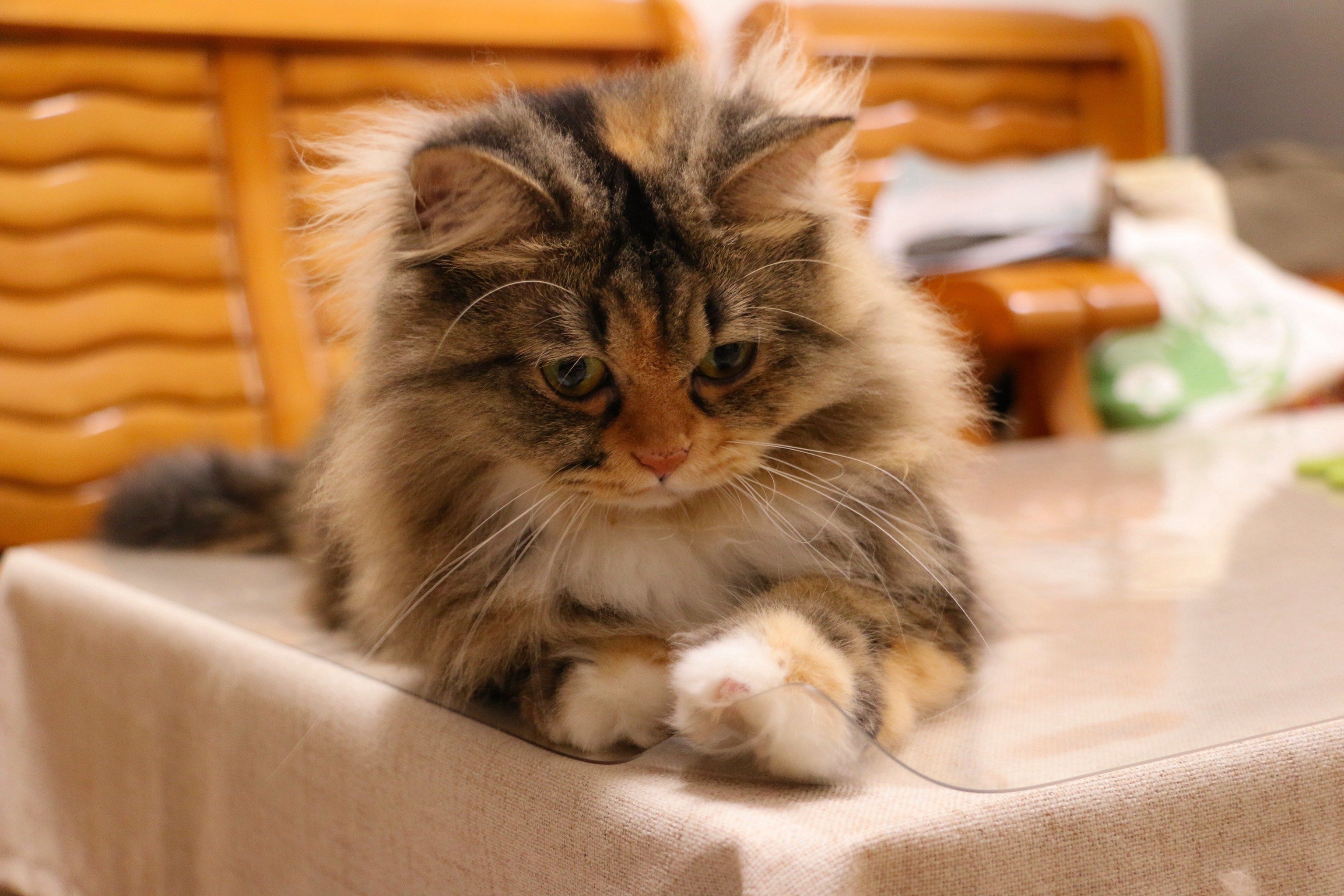 毛茸茸的猫咪摄影日记📷🐱