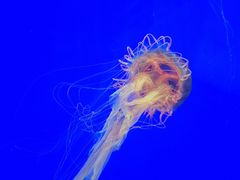 -上海海洋水族馆