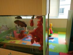 -杭州贝瑞斯美华妇儿医院·早孕·产检·儿科