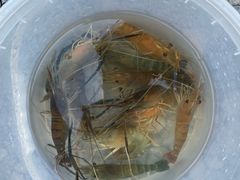 -DGE季风钓虾营地·团建·聚会