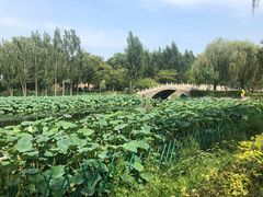 -白洋淀景区