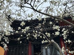 -灵谷景区