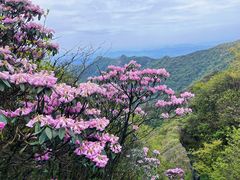 -梵净山旅游区
