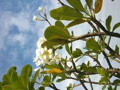 -芽庄喜来登水疗酒店