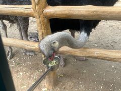 -大连森林动物园