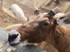 -石家庄市动物园