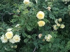 -长春公园(普阳街道)