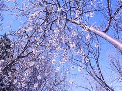 -桃花堤公园