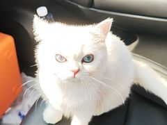 -lincat·猫舍(广州店)