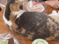 -有猫主题·治愈系猫咖(曾厝垵店)