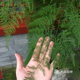 国庆扫街随拍~风响驼铃