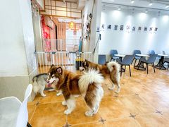 -Let's go狗咖·猫咖·奶狗·桌游(春熙路IFS店)