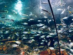 -上海海洋水族馆