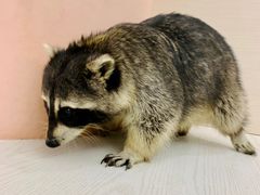 -浣熊柯尔鸭土拨鼠·电玩咖