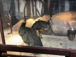 -酷嗒动物文化乐园(cutezoo西溪乐天城店)