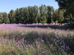 -紫海香堤香草艺术庄园