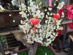 -梅陇花鸟市场-停车场