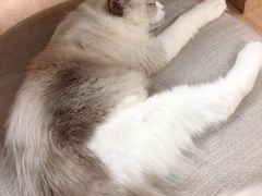 -猫和宫(六道口店)