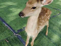 -北京鹿世界主题园