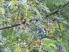 -天目山大树王景区