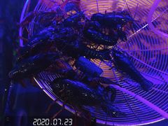 -七欣天(诸暨苎萝万风西楼店)