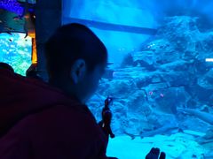 -芜湖新华联大白鲸海洋公园