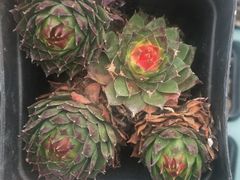 -龙大花卉苗木市场