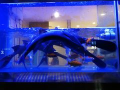 -鱼豆吉·豆浆鱼火锅(宜昌万达店)