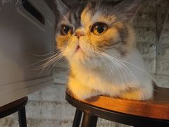 -平行世界·猫咖(首经贸店)