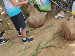 -西霞口神雕山野生动物世界