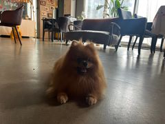 -百好乐宠物友好餐厅(朝外大街店)