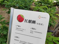 -太阳宫公园