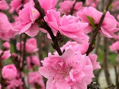 -南汇桃花村