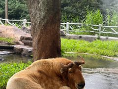 -海南热带野生动植物园