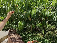 -桃源山庄·摘樱桃·柴火鸡·烧烤团建(龙泉山店)