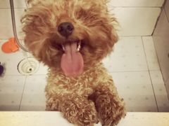 -东莞宠友24H宠物中心医院·转诊夜诊·异宠(新河北路院)