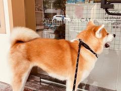 -柏萃动物医院·骨科·牙科